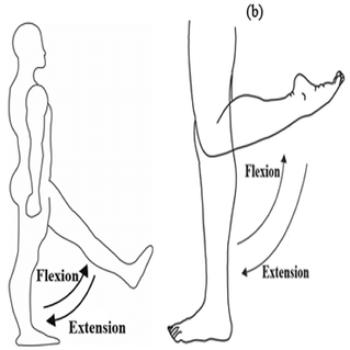Lezioni di Anatomia con Stefano Sensi – il muscolo Ileo-Psoas 11 Ranocchiate