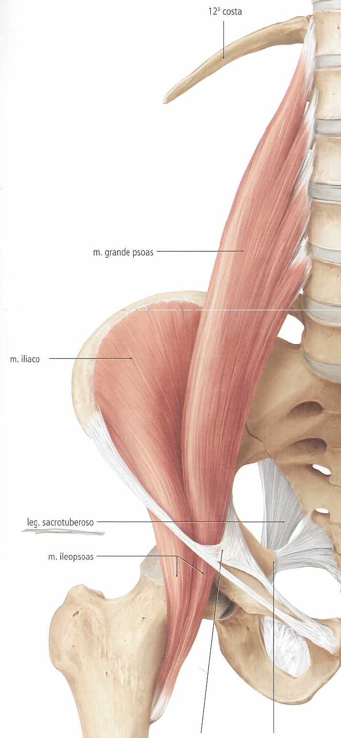 Lezioni di Anatomia con Stefano Sensi – il muscolo Ileo-Psoas 8 Ranocchiate